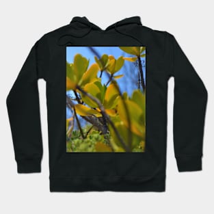 Red mangrove Hoodie